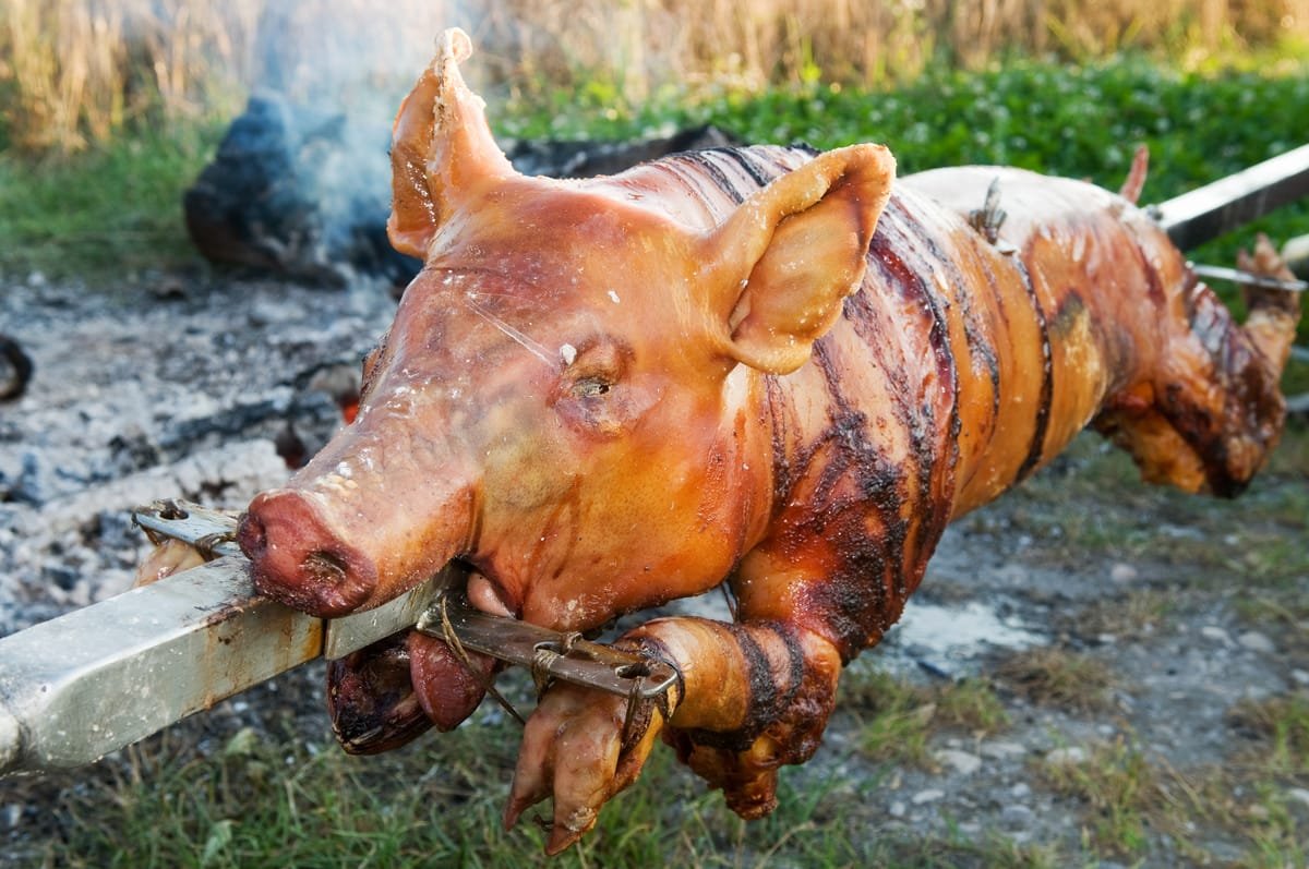Spanferkel wird über offenem Feuer gegrillt